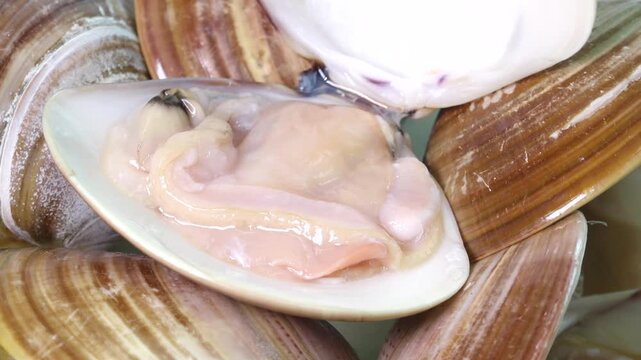 Fresh Oriental Hard Clam Sashimi Korea West Sea Tidal Flat 백합조개 회 싱싱한 조개회 한국 서해안 갯벌