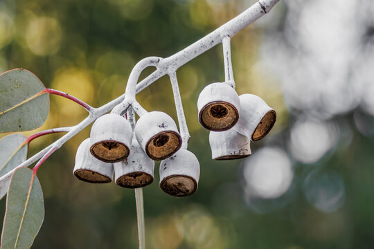 close-up of Australian native Eucalyptus Silver Princess gum nuts (Eucalyptus caesia)