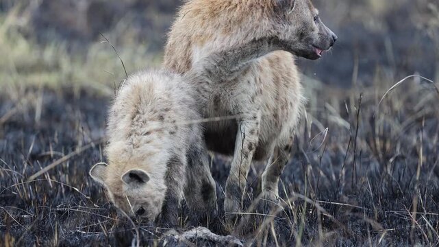 Spotted hyena adult and juvenile pup linger near carcass remains on the charred post-fire savannah, generational scavenger pair, Masai Mara National Reserve, Kenya, 4K UHD slow-motion safari B-roll