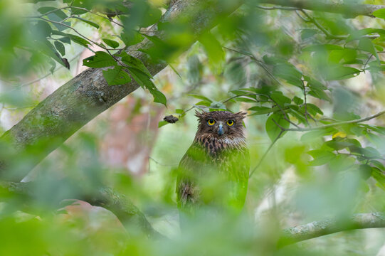 A majestic Brown fish Owl is captured looking directly at the camera through a natural frame of green leave, set against a soft, dappled light background.