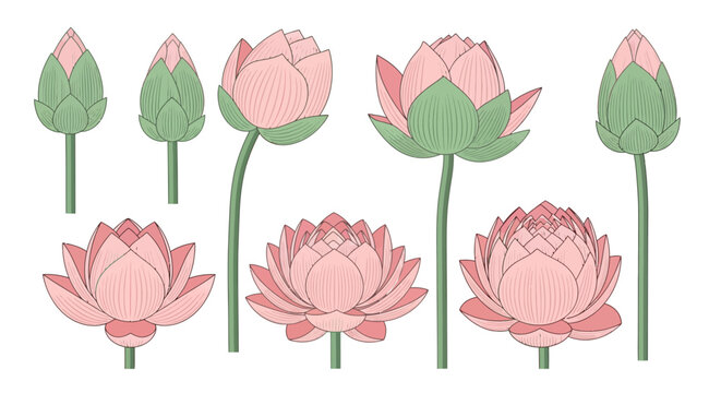 Pink lotus flowers and buds on green stems