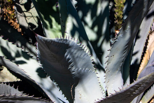Penca Maguey Cenizo