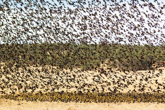 Tordos Pecho Amarillo