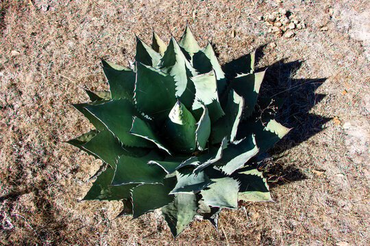 Agave Durangensis