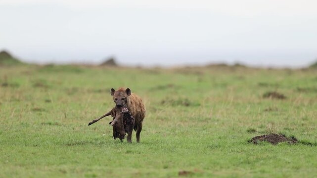 Wild spotted hyena bolts across green Mara grassland with bone clamped in its jaws, scavenger action shot of a kill-site dispersal, Masai Mara National Reserve, Kenya, 4K UHD telephoto safari B-roll