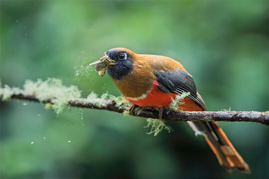Female Masked Trogon perched on mossy branch with insect prey in Colombia forest