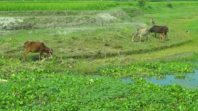 Herd of Cows Grazing in Lush Green Field | Peaceful Rural Nature Landscape at Sunset