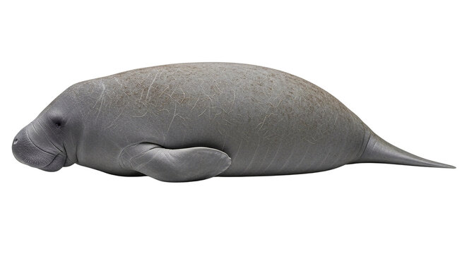 A realistic illustration of a gray manatee floating gracefully in the water on transparent background