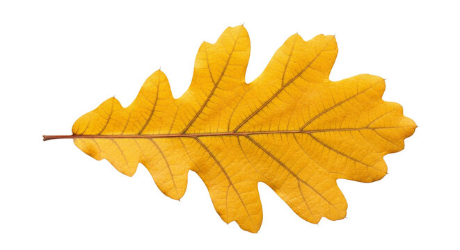 A single yellow oak leaf with detailed veins and jagged edges lies flat on transparent background on transparent background
