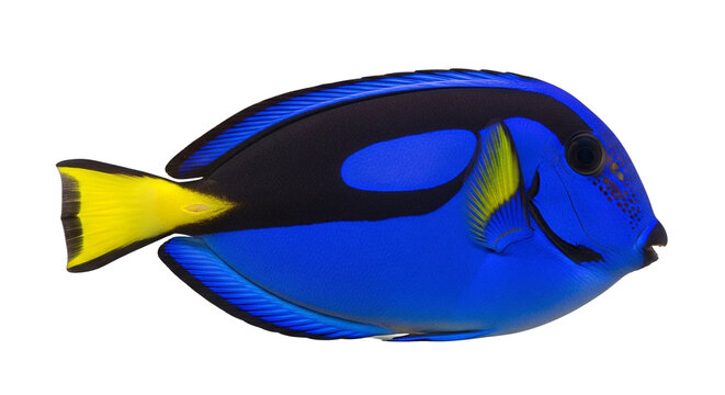 A vibrant blue and yellow tropical fish swimming gracefully against a black background on transparent background
