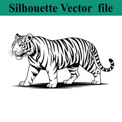 Fototapeta premium Black and white tiger walking with open mouth and tail curled up side view