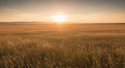 Obraz premium Golden Sunset Over a Vast Wheat Field.