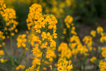 Obraz premium Blooming yellow rapeseed field close view under blue sky, agricultural crop landscape for farming, sustainability and spring nature background