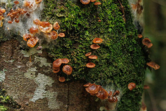 Hongos en la selva amaz&oacute;nica