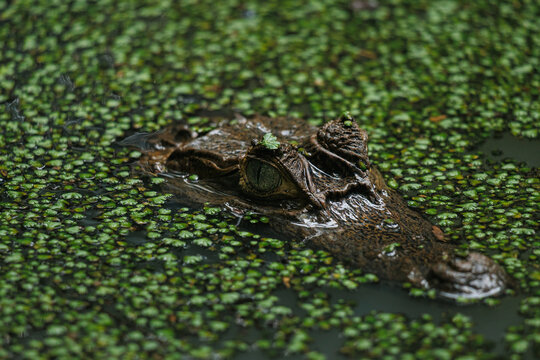 Caim&aacute;n amazonico. Amazonas, Brasil