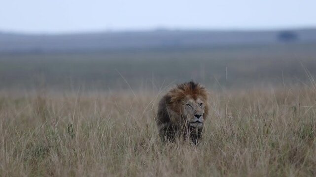 Stalking low through long grass, a Mara lion male advances in side-profile compression in classic hunting predator posture, Masai Mara National Reserve, Kenya, 4K slow-motion wildlife footage