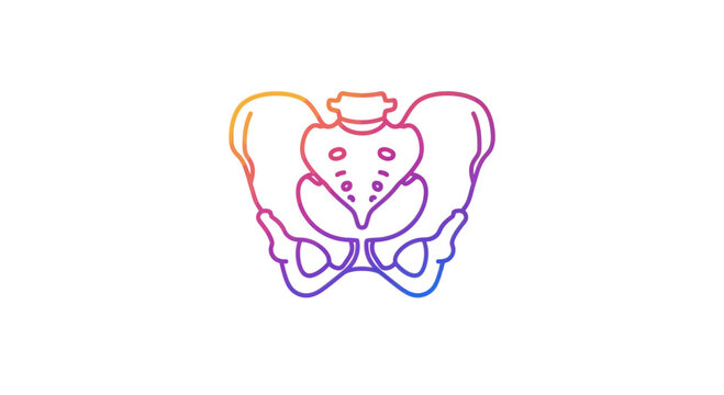 Human Pelvis Anatomy Illustration - Colorful Gradient Outline