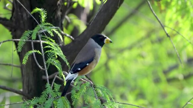 Side profile of a colorful finch songbird resting peacefully on coniferous foliage against a bright green blurred forest background