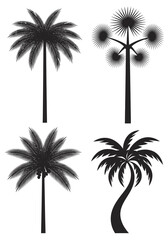 Naklejka premium Set of Four Palm Tree Silhouettes, Tropical Plant Icons for Summer Beach Design, Vector Black Palm Leaf Shapes Isolated on White