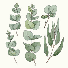Watercolor illustration of various eucalyptus branches and leaves with seed pods on a light background. © Syaiin