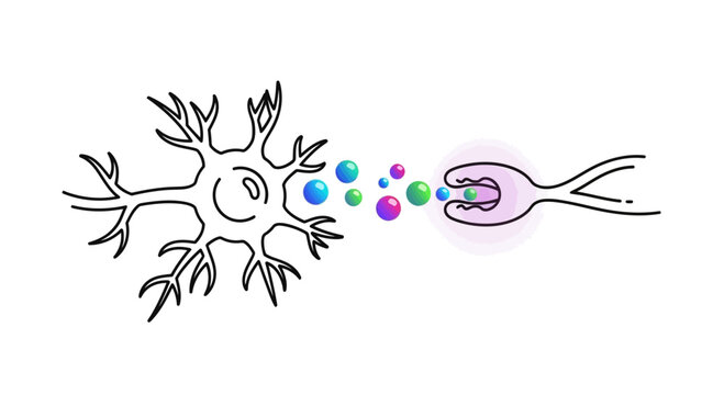 Neuron transmitting signals to another neuron via neurotransmitters at a synapse