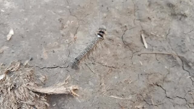 Caterpillar likely a spongy moth larva Lymantria dispar close up showing hairy body and distinctive markings crawling on surface highlighting insect detail pest species and wildlife macro
