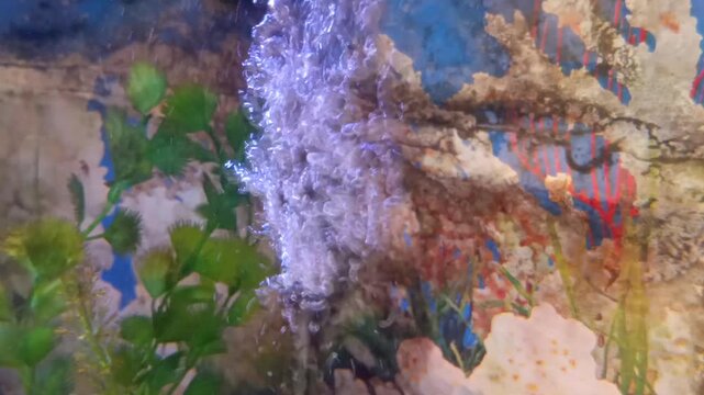 close up of fish swimming between the water filter waterfalls in an aquarium that produce air bubbles for oxygen circulation