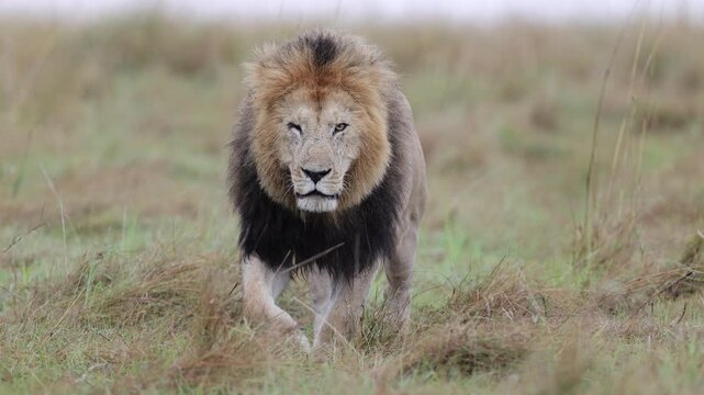 Mature dark-maned Mara lion walks at camera at close range through long grass with locked, intense gaze, frontal big cat shot, Masai Mara National Reserve, Kenya, 4K UHD slow-motion safari B-roll
