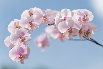 Fototapeta premium Phalaenopsis schilleriana 'Pink Butterfly'. Delecate Light pink flowers, blue sky