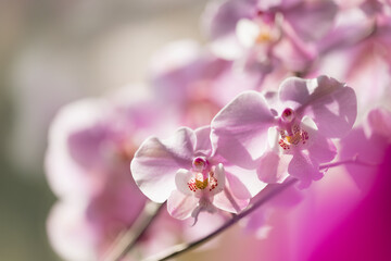 Phalaenopsis schilleriana 'Pink Butterfly', sunlit flowers © MARIA
