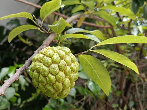 Custard apple (Annona squamosa) fruit growing on tree branch in tropical garden