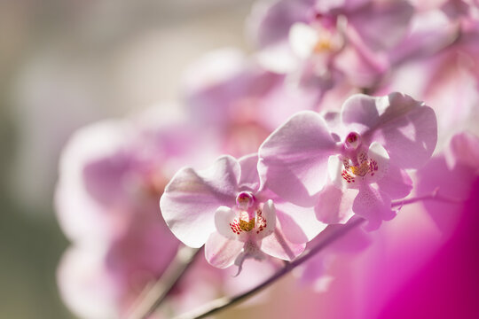 Phalaenopsis schilleriana 'Pink Butterfly', sunlit flowers
