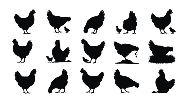 Chicken silhouette vector icons set farm poultry bird collection with fifteen elements black hen and rooster for organic branding design.