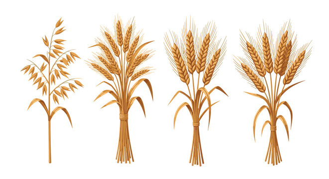 Four bunches of different cereal grains including wheat, barley, and oats tied with rope for agriculture and food industries.