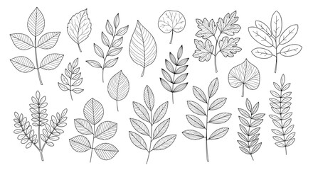 Fototapeta premium Detailed collection of hand-drawn botanical branch and leaf sketches in a fine line art style suitable for natural and organic design projects.