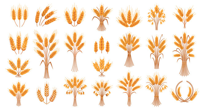 Various illustrations of golden wheat stalks, ears of grain, and tied sheaves symbolizing harvest, agriculture, and organic food production.