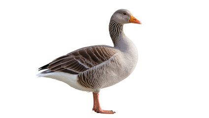 Gray goose with orange beak and striped neck, isolated on transparent background © Freya