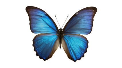 Vibrant blue morpho butterfly with iridescent wings, isolated on transparent background © Freya