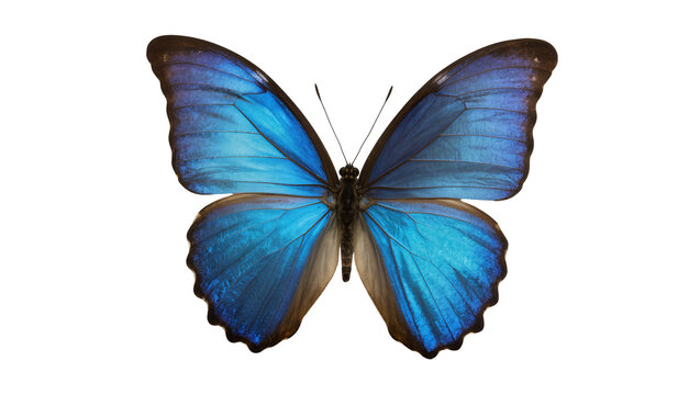 Vibrant blue morpho butterfly with iridescent wings, isolated on transparent background