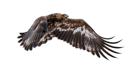 Obraz premium Majestic golden eagle with outstretched wings soaring in flight, isolated on transparent background