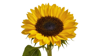 Naklejka premium Bright yellow sunflower with dark brown center, isolated on transparent background