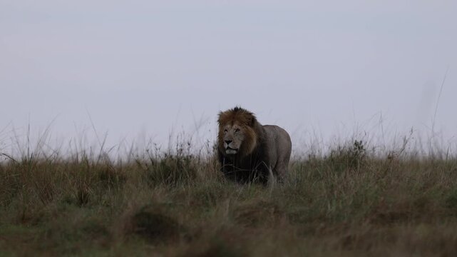 Cresting a grassy savannah ridge, a dark-maned Mara lion walks toward camera in frontal ridge-line silhouette, big cat encounter shot, Masai Mara National Reserve, Kenya, 4K UHD slow-motion B-roll
