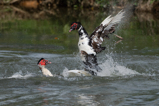 Two Muscovy Ducks Engaged in Aggressive Behavior on a River in Colombia