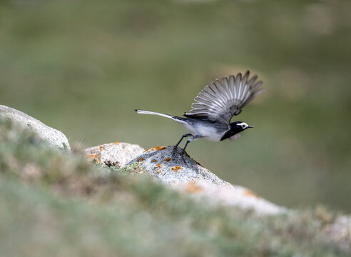 A yellow wagtail in its natural habitat on a spring day on the shore of Lake Issyk-Kul in Kyrgyzstan