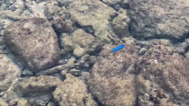 The vibrant tropical blue devil fish (Chrysiptera cyanea) displays its distinctive coloration and active behavior among rocks and coral debris in shallow waters in Thailand.