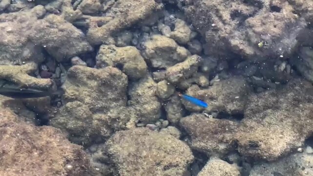 A bright blue Chrysiptera cyanea fish with an orange tail swims in shallow water among rocks and coral debris at low tide in Thailand.