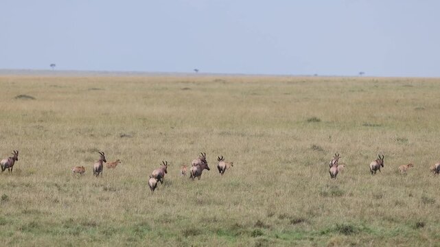Topi antelope herd flees across open Mara plains as a predator chases in pursuit, classic East African predator-prey sequence, Masai Mara National Reserve, Kenya, 4K slow-motion safari footage