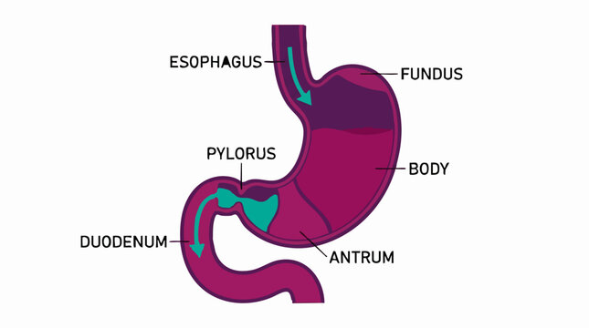 Human stomach and duodenum anatomy diagram with labeled parts