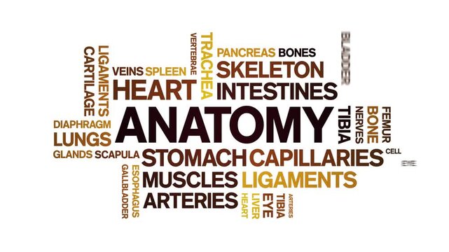Anatomy animated word cloud-text design animation tag kinetic typography seamless loop.