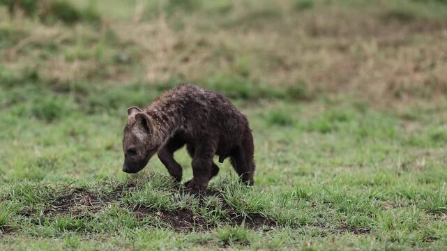 Juvenile spotted hyena pup ambles alone across short green Mara grassland after rains, telephoto wildlife portrait of a young scavenger, Masai Mara National Reserve, Kenya, 4K UHD slow-motion B-roll